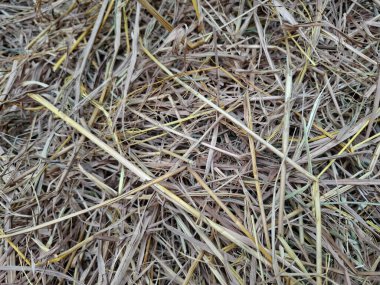 Kuru pirinç saman dokusu arkaplanı portresi