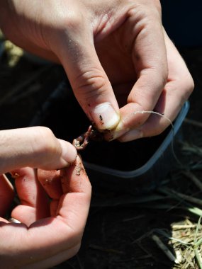 Bir adam oltaya balık yemi takıyor.