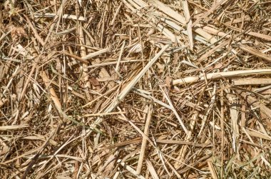 doku arkaplan saman açık bej doğa tarım