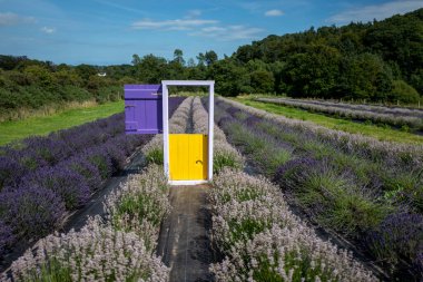 Lavender fields in County Wexford, Ireland. High quality photo clipart
