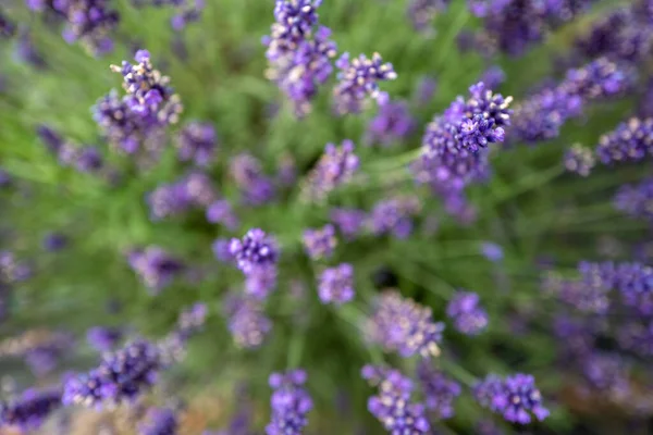 Campos Lavanda Condado Wexford Irlanda Foto Alta Calidad —  Fotos de Stock