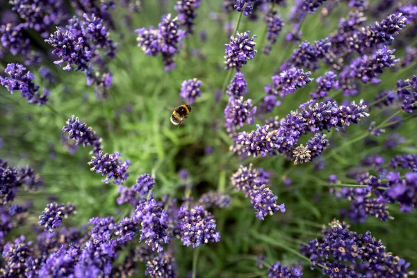 Campos Lavanda Condado Wexford Irlanda Foto Alta Calidad —  Fotos de Stock