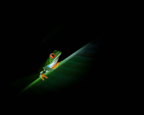 Κοκκινομάτης Βάτραχος Agalychnis Callidryas Στην Άγρια Φύση Στην Κόστα Ρίκα — Φωτογραφία Αρχείου