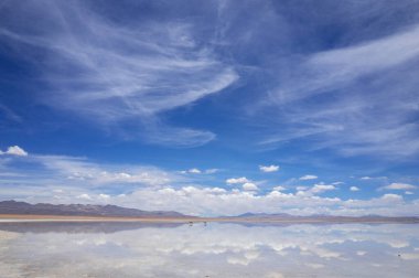 Potosi, Bolivya 'daki Laguna Blanca' daki Vicuna. Yüksek kalite fotoğraf