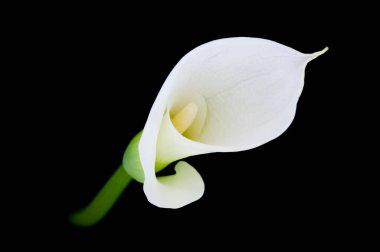 Siyah bir arka plana karşı Calla Nilüfer ya da Zantedeschia. Yüksek kalite fotoğraf ince sanatı