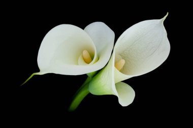 Siyah bir arka plana karşı Calla Nilüfer ya da Zantedeschia. Yüksek kalite fotoğraf ince sanatı