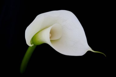 Siyah bir arka plana karşı Calla Nilüfer ya da Zantedeschia. Yüksek kalite fotoğraf ince sanatı