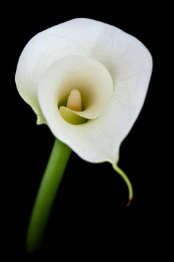 Siyah bir arka plana karşı Calla Nilüfer ya da Zantedeschia. Yüksek kalite fotoğraf ince sanatı