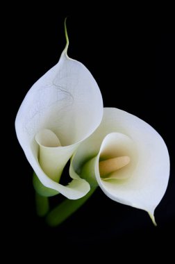 Siyah bir arka plana karşı Calla Nilüfer ya da Zantedeschia. Yüksek kalite fotoğraf ince sanatı