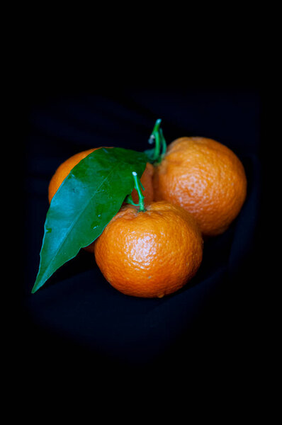 Tangerines against a black background. High quality photo