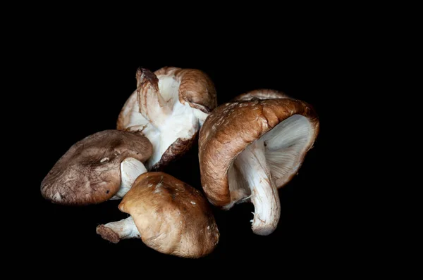 Shitake Pilze Auf Schwarzem Hintergrund Hochwertiges Foto — Stockfoto