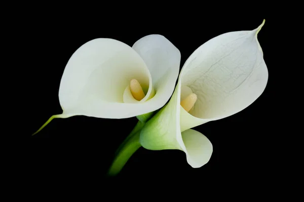 Calla Κρίνο Zantedeschia Μαύρο Φόντο Υψηλής Ποιότητας Φωτογραφία Λεπτή Τέχνη Εικόνα Αρχείου