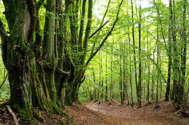 Ağaç kesme yolu boyunca sıra sıra ağaçlar.