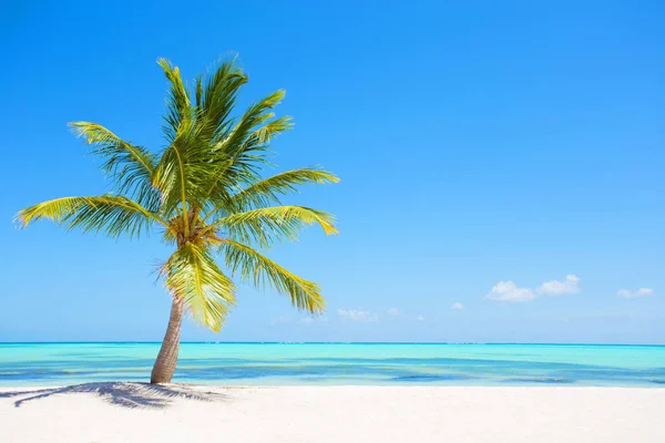 Palm Tree Tropical Paradise Beach — Stock Photo, Image