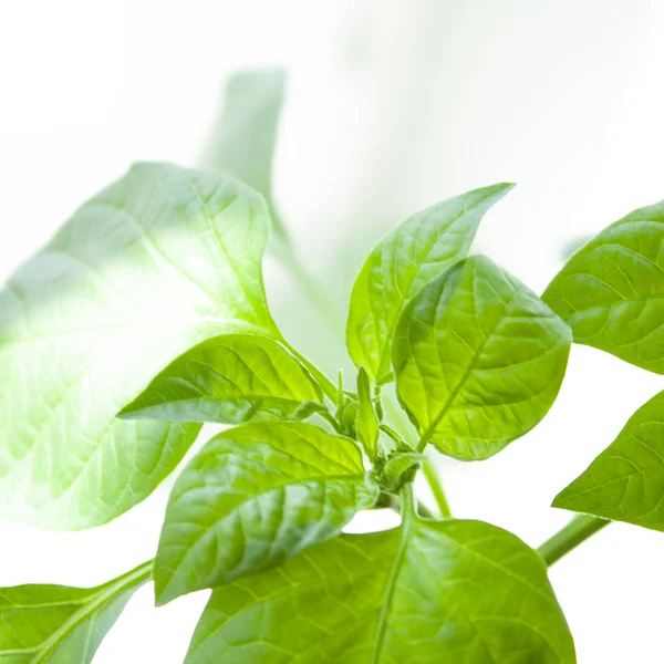 Green papper plant. Sprouts of peppers. Macrophotography. Green leaf. Seedling. Ecology and nature. Plant