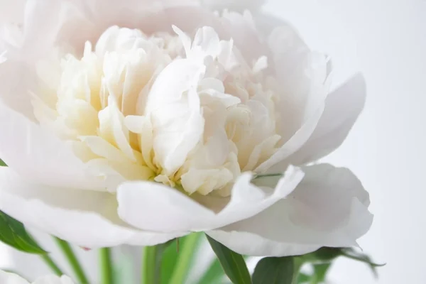 White peony flower. Close-up, macrophotographie. Floral background for postcard, lettering, painting, wedding card, banner, flower shop