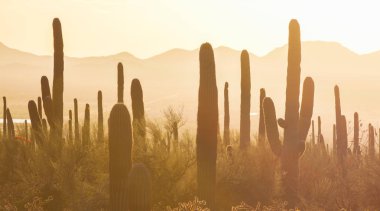 Muhteşem gün batımı görüntü Saguaro Milli Parkı