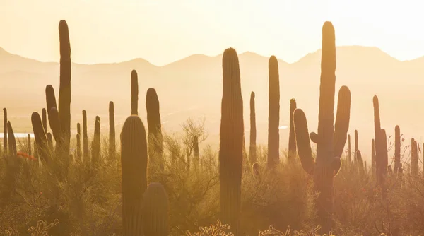 Imagem Incrível Pôr Sol Parque Nacional Saguaro — Fotografia de Stock
