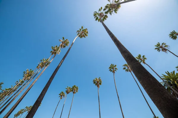 Palm trees along C Street, in Oxnard, California.