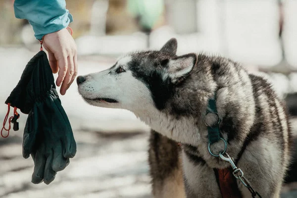 Huskey Schnüffelt Hand Eines Menschen Stockbild