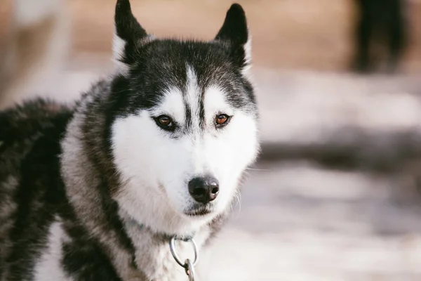 Huskeys Nieve Listos Para Acción — Foto de Stock