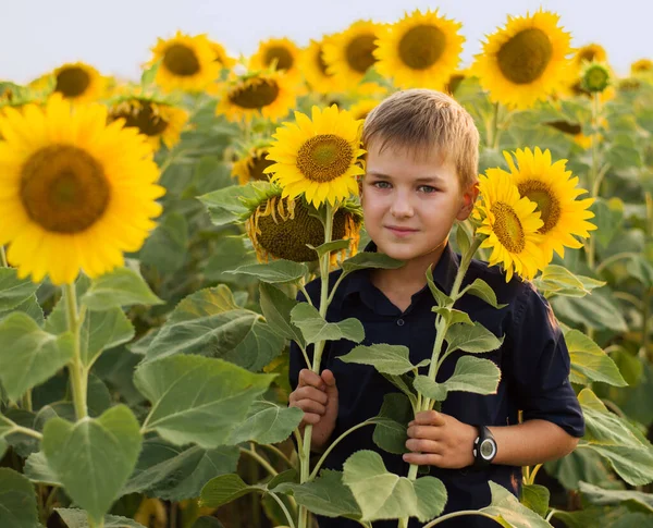 Chico Campo Girasol Niño Raza Europea Encuentra Campo Con Girasoles — Foto de Stock