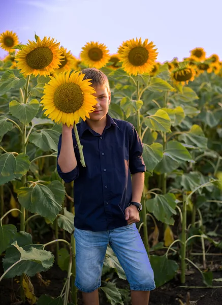 Niño Raza Europea Sostiene Girasol Sus Manos Sobre Fondo Borroso — Foto de Stock