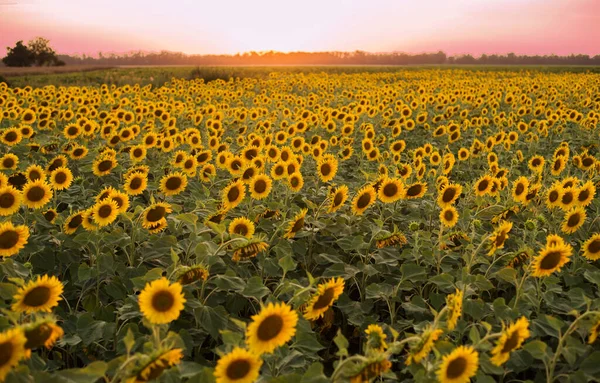 Sunflower Field Sunset Summer Landscape Background — Stock Photo, Image