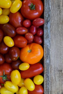 BIO organik taze yaz sebze - farklı çeşitleri ve renkleri domates. Sağlıklı gıda. Ham foodism. Kopya alanı.