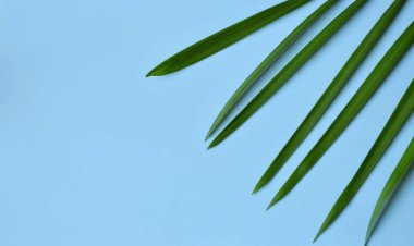 Yaratıcı en az yaz fikir. Yaprak yeşil dallar. Palm üzerinde pastel renkler bırakır. Tropikal egzotik arka plan metin için boş yer ile. Yaratıcı sanat kavramına. Düz yatıyordu, en iyi görünümü