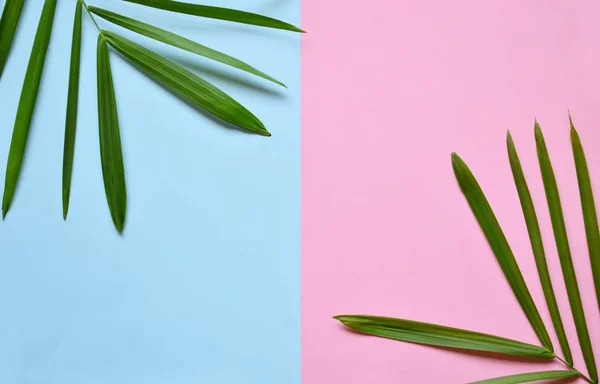 Creative minimal summer idea. Green leaf branches. Palm leaves on pastel colors. Tropical exotic background with empty space for text. Concept creative art. Flat lay, top view