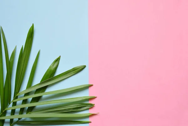 Creative minimal summer idea. Green leaf branches. Palm leaves on pastel colors. Tropical exotic background with empty space for text. Concept creative art. Flat lay, top view