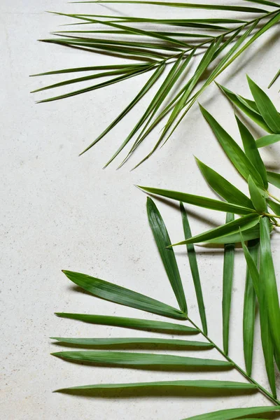 Yaratıcı en az yaz fikir. Yaprak yeşil dallar. Palmiye yaprakları. Tropikal egzotik arka plan metin için boş yer ile. Yaratıcı sanat kavramına. Düz yatıyordu, en iyi görünümü