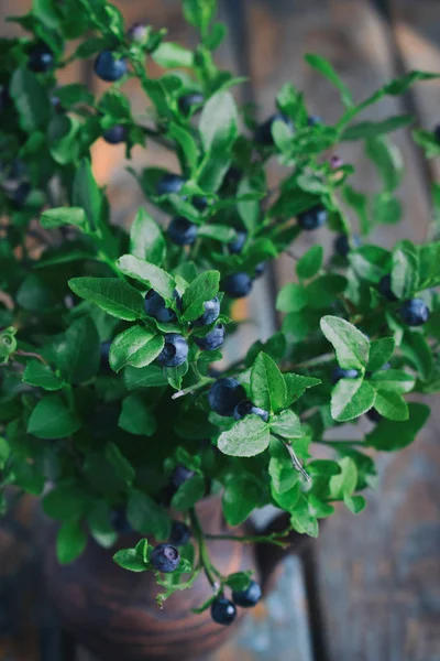 Yaban mersini. Kil vazo içinde çilek ile vahşi yaban mersini buket. Yaz hasat. Kopya alanı.