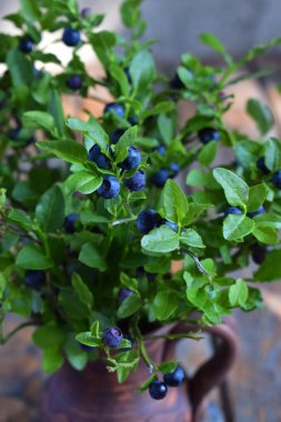 Yaban mersini. Kil vazo içinde çilek ile vahşi yaban mersini buket. Yaz hasat. Kopya alanı.