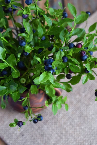 Blueberries. Bouquet of wild blueberry with berries in clay vase. Summer harvest. Copy space.