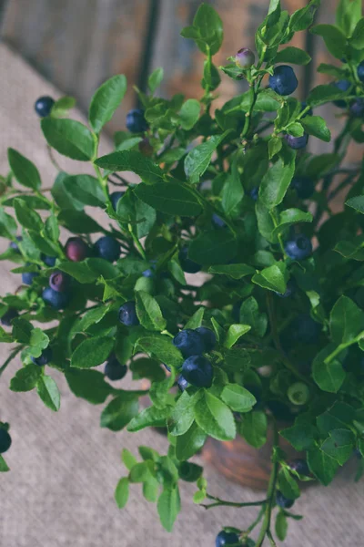 Yaban mersini. Kil vazo içinde çilek ile vahşi yaban mersini buket. Yaz hasat. Kopya alanı.