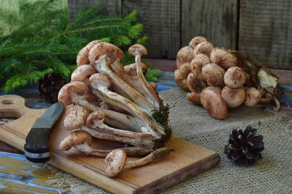 Wild Bos Paddestoelen Honing Agarics Houten Achtergrond Echte Honingzwam Paar — Stockfoto