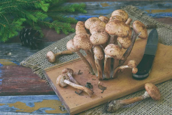 Vahşi orman bal agarics ahşap arka plan üzerinde mantar. Armillaria mellea. Kaç tatlım jel Hallimasch mantar.