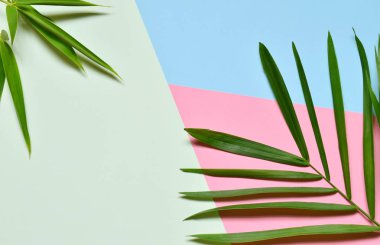 Yaratıcı en az yaz fikir. Yaprak yeşil dallar. Palm üzerinde pastel renkler bırakır. Tropikal egzotik arka plan metin için boş yer ile. Yaratıcı sanat kavramına. Düz yatıyordu, en iyi görünümü