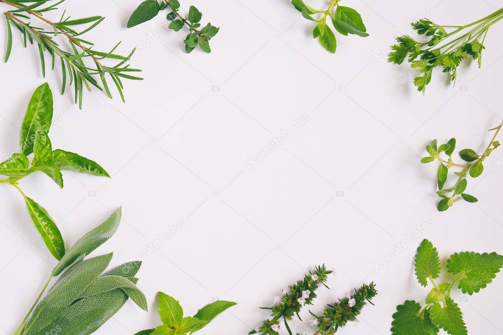 Fresh spicy and medicinal herbs on white background. Border from various herb - rosemary, oregano, sage, marjoram, basil, thyme, mint. Food frame for recipe.
