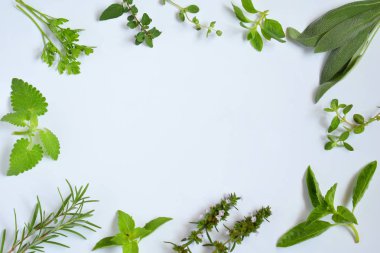 Taze baharatlı ve şifalı otlar beyaz arka plan üzerinde. Çeşitli bitki - kenarlık biberiye, kekik, adaçayı, Mercanköşk, fesleğen, kekik, nane. Tarifi için gıda çerçeve.