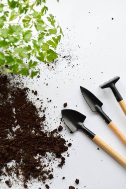 Bahçe ekipman. Tohum veya bir bitki toprak zemin üzerine dikim. Reklamlar için doğal arka plan