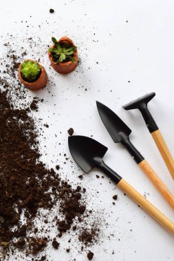 Succulents toprak kap içinde. Tohum veya bir bitki toprak zemin üzerine dikim. Reklamlar için doğal arka plan