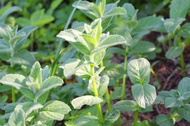 Bahçede nane şekeri. Taze baharatlı ve şifalı otlar. Tıp ve Sağlık