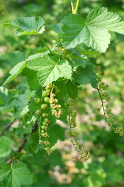 Bahçede çilek ile yeşil frenk üzümü çalı. Organik meyveler