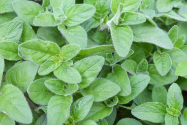 Bahçede nane şekeri. Taze baharatlı ve şifalı otlar. Tıp ve Sağlık