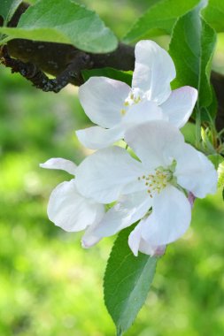 Elma ya da armut çiçekleri. Erken ilkbaharda ağacın beyaz çiçekleri.