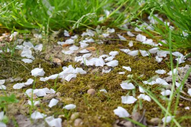 Yere düşmüş beyaz çiçek yaprakları doğal bahar arka plan