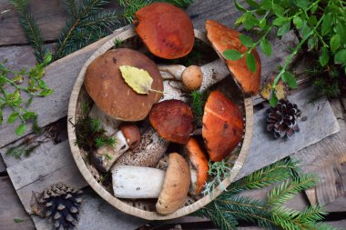 Kırmızı bere çörek ahşap arka plan üzerinde kase ayarlayın. Kahverengi yabani mantar. Yenilebilir mantar Leccinum Aurantiacum ormanda toplanan.